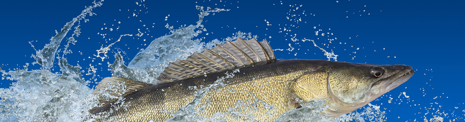 header zander gerade04